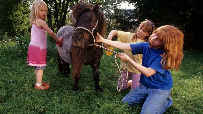 Drei Mädchen streicheln ein kleines Pony.