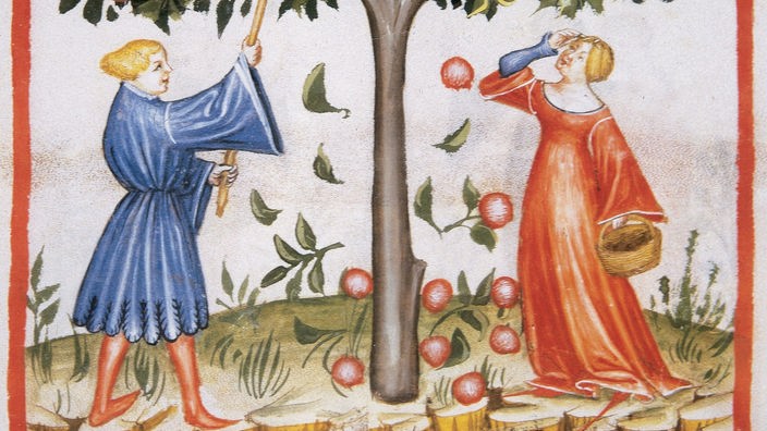 Mittelalterlicher Druck: ein Mann und eine Frau beim Apfelpflücken