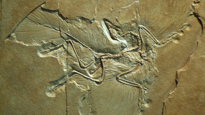 Ein versteinerter Archaeopteryx | Bildquelle: dpa Ein versteinerter Archaeopteryx