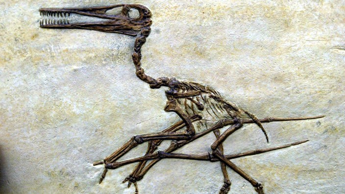 Das versteinerte Skelett eines 130 Millionen alten Dromaeosaurier.