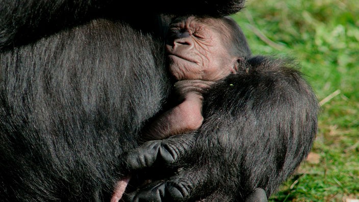 Das Foto zeigt ein schlafendes Gorillababy auf dem Arm eines erwachsenen Gorillas.