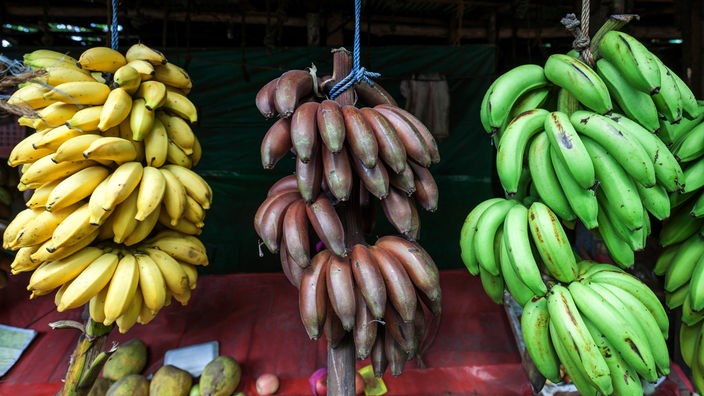 Auf einem Markt hängen gelb, rote und grüne Bananen