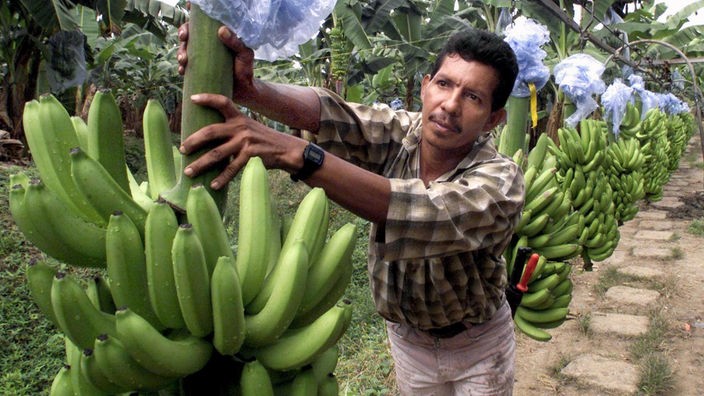 Ein Farmer in Kolumbien bereitet Bananen-Stauden zum Transport zu einer anderen Plantage vor