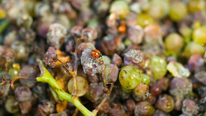 Ein Marienkäfer krabbelt über "edelfaule Trauben" im Bio-Anbau
