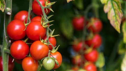 Tomatenpflanze mit vielen roten Tomaten.