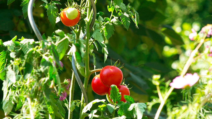 Tomaten an einem Strauch.