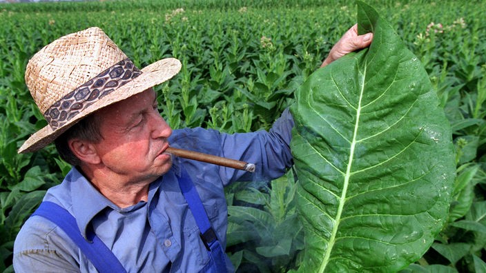 Ein Tabakbauer mit einem Strohhut auf dem Kopf und einer Zigarre im Mund hält ein großes grünes Tabakblatt.