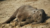 Ein junger Elefant liegt schlafend im Sand.