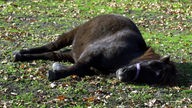 Ein schlafendes Pferd liegt im Gras.