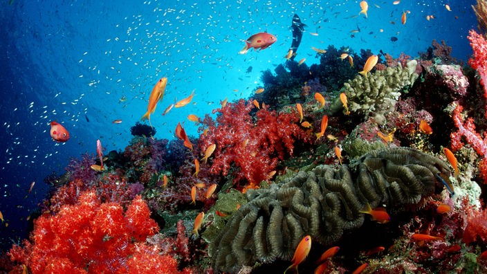 Korallenriff.