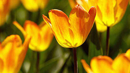 Gelbe blühende Tulpen.