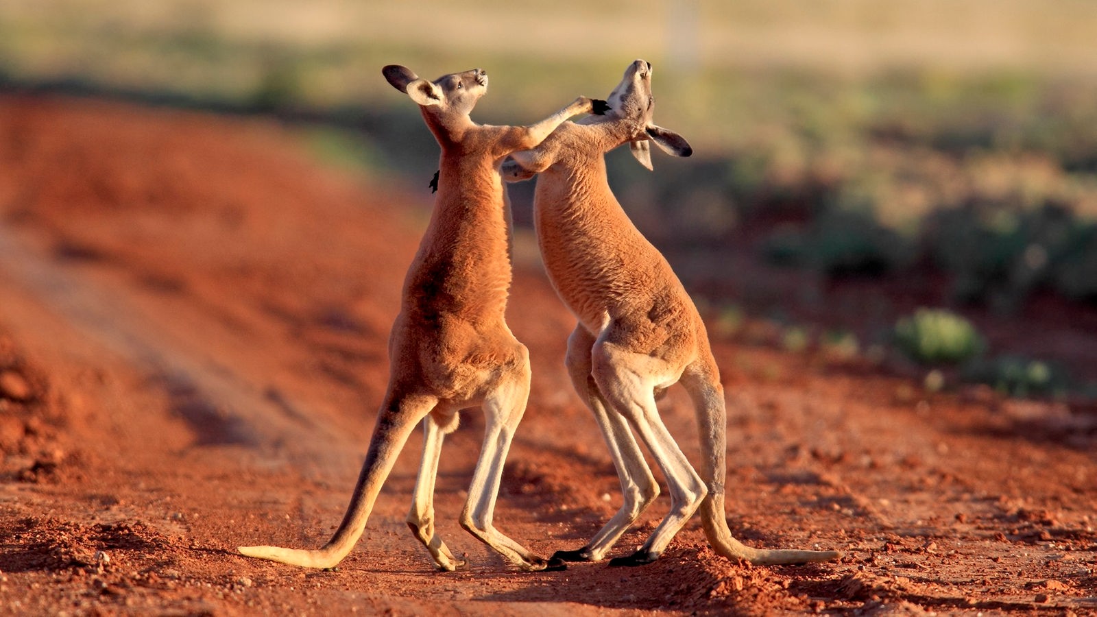 Australisches Outback Australiens Tierwelt Australien und Ozeanien Kultur Planet Wissen