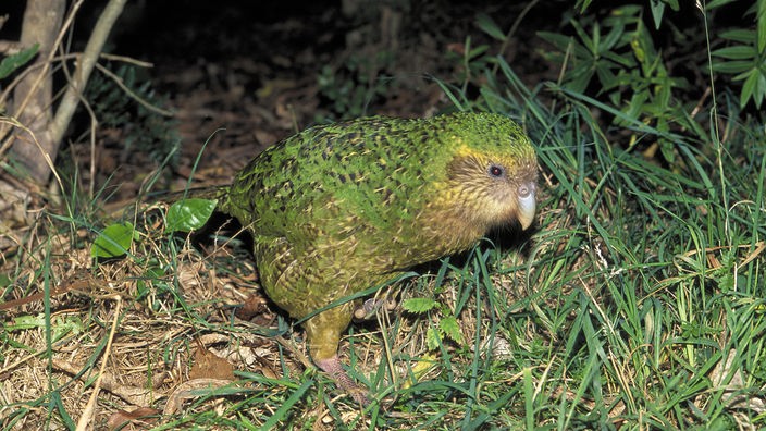 Das Bild zeigt einen kleinen Vogel mit grün-schwarz geflecktem Gefieder zwischen Gräsern.