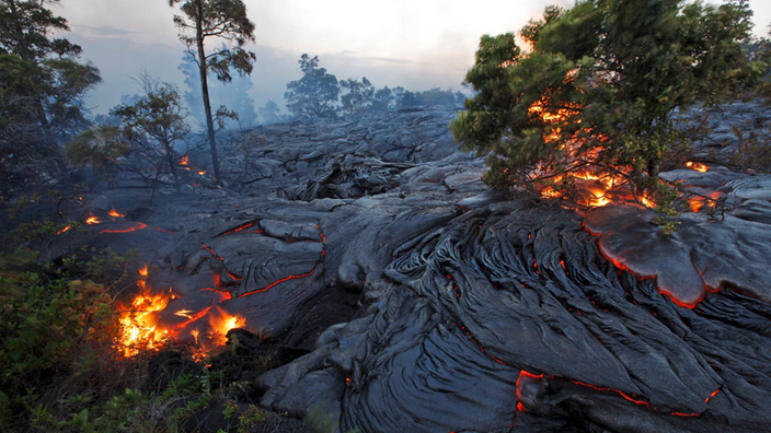 Schwarze Lava fließt in der für Hawaii typischen Faltenform Richtung Meer und zerstört Bäume und Sträucher.