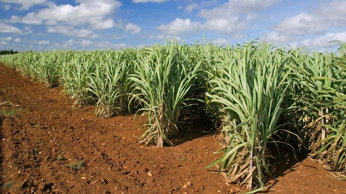 Zuckerrohrfeld auf Kuba