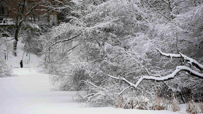 Ein Spaziergänger im frisch verschneiten Central Park. Bäume, Wege und Wiesen sind schneebedeckt.