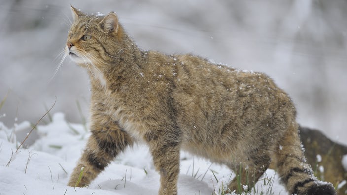 Eine Wildkatze im Schnee.