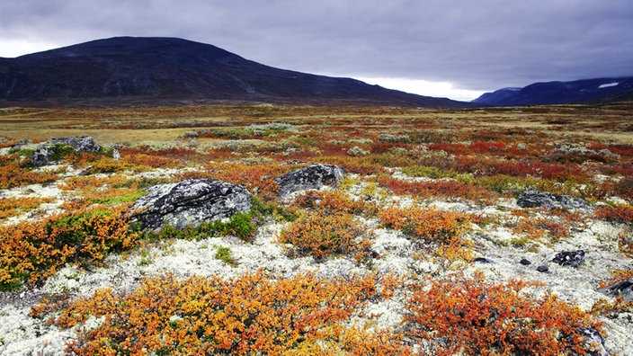 Tundra im Dovrefjell National Park in Norwegen | Bildquelle: Mauritius/Oxford Scientific Tundra im Dovrefjell National Park in Norwegen