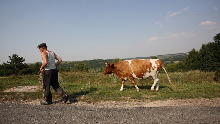 Bauer führt eine Kuh am Strick.