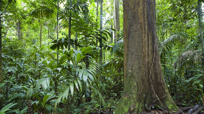 Regenwald in Amazonien | Bildquelle: wdr Regenwald in Amazonien