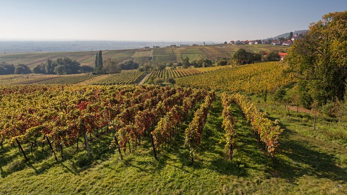 Pfälzische Hügellandschaft mit Weinbau.