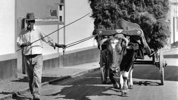 Ein portugiesischer Landarbeiter in den 1960er Jahren führt einen Ochsen, der einen Heuwagen zieht