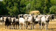Mehrere grasende Maremma-Rinder mit großen, nach oben gebogenen Hörnern
