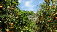 Orangen wachsen auf einer Plantage nahe Soller, Mallorca