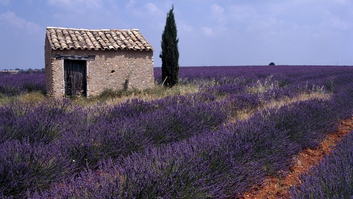 Lavendelfelder in der Provence. | Bildquelle: Mauritius/Eckart Pott Lavendelfelder in der Provence.