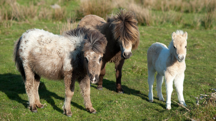 Das Bild zeigt drei wild lebende Dartmoor-Pony-Fohlen.