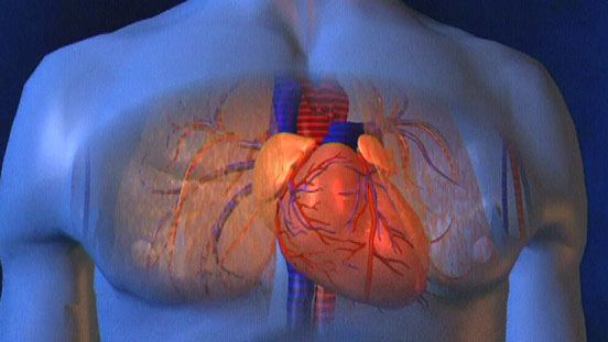 Mit einer virtuellen Kamerafahrt wird an einem Computermodell der Weg des Blutes durch das menschliche Herz nachvollzogen