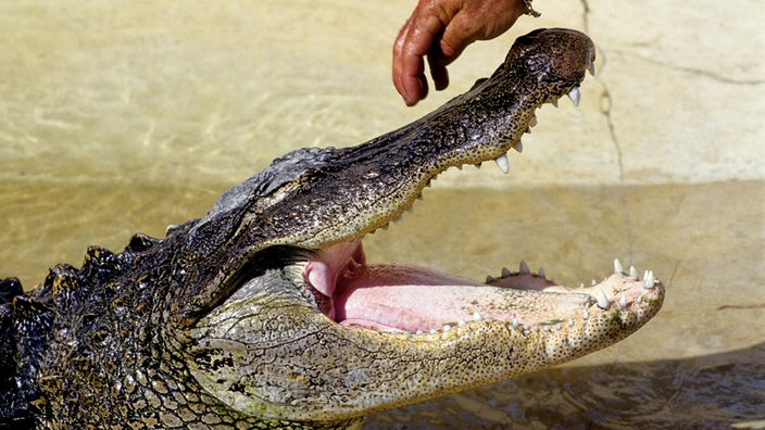 Nahaufnahme des Kopfes eines Krokodils mit geöffnetem Mund. Darüber eine menschliche Hand.