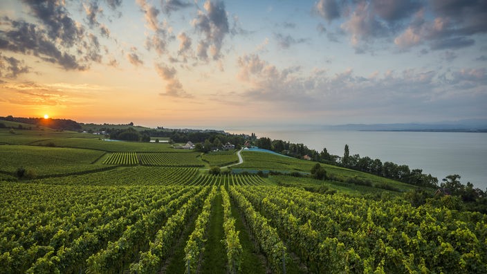 Weinbau am Bodensee