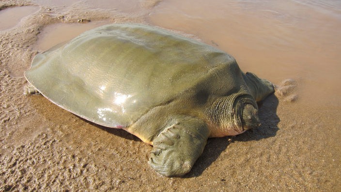 Riesen-Weichschildkröte