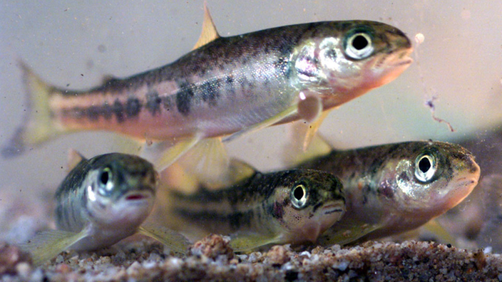 Drei etwa zehn Zentimeter lange Junglachse aus irischen Eiern in einem Aquarium. | Bildquelle: SIGI/WDR, AP, Rothermel Drei etwa zehn Zentimeter lange Junglachse aus irischen Eiern in einem Aquarium.