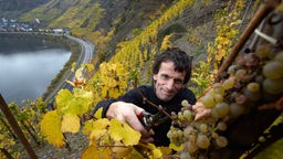 Rechts einer Moselkurve erstreckt sich der Calmont, der steilste Weinberg Europas. Man blickt von oben durch herbstlich verfärbtes Weinlaub auf das Moseltal und die steilen Weinhänge.