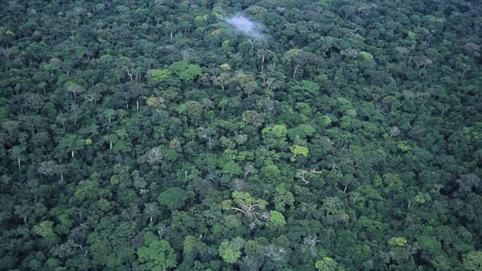 Luftaufnahme des Regenwaldes im Kongo.