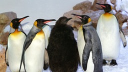 Königspinguine mit einem Jungpinguin in der Mitte. | Bildquelle: dpa Königspinguine mit einem Jungpinguin in der Mitte.