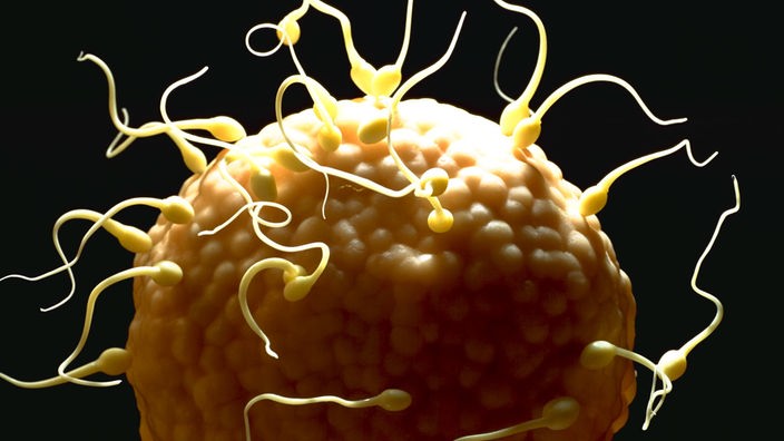 Modell einer Eizelle, die von Spermien umgeben ist.