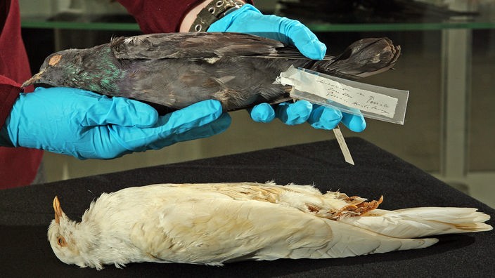 Das Bild zeigt eine tote beigefarbene Taube, die liegt, und eine tote graue Taube, die von zwei Händen in Handschuhen gehalten wird.