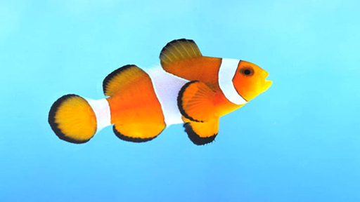 Nahaufnahme eines Clownfisches. Er ist orange und hat weiße Streifen. | Bildquelle: Mauritius Nahaufnahme eines Clownfisches. Er ist orange und hat weiße Streifen.