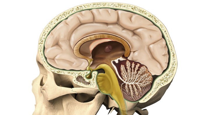 Grafik: Querschnitt durch einen menschlichen Kopf