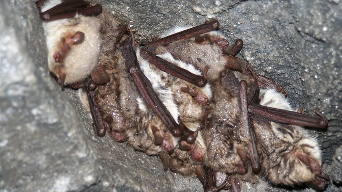 Mehrere Fledermäuse hängen an einer Höhlendecke