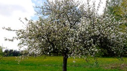 Blütenpracht am Klarapfel in Freudenstadt | Bildquelle: Foto LUBW/Sandra Dezenter Blütenpracht am Klarapfel in Freudenstadt