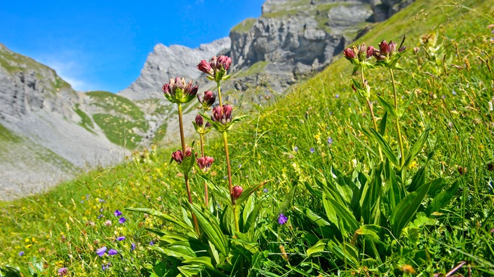 Purpur-Enzian wächst in den Berner Alpen, Schweiz | Bildquelle: picture alliance / imageBROKER / Guenter Fischer Purpur-Enzian wächst in den Berner Alpen, Schweiz