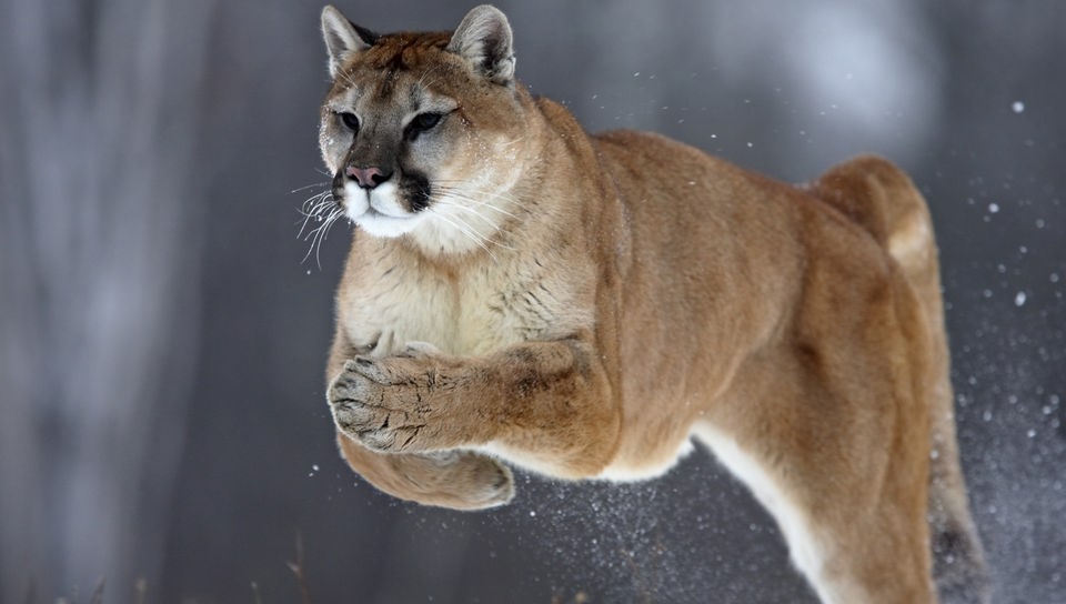 Ein Puma im Sprung. Um ihn herum aufgewirbelter Schnee.