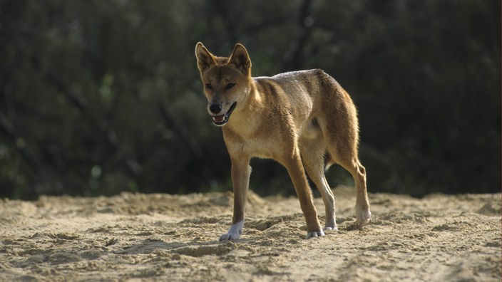 Dingo (Canis familiaris) läuft über Sandboden in Australien
