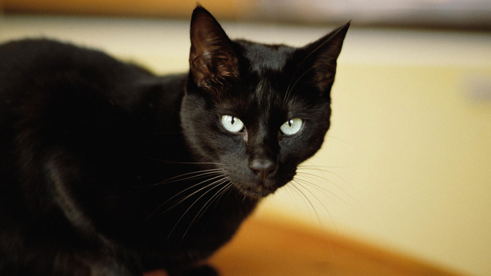Eine schwarze Katze sitzt auf dem Boden und schaut in die Kamera