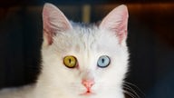 Vankatze mit einem gelben und einem blauen Auge