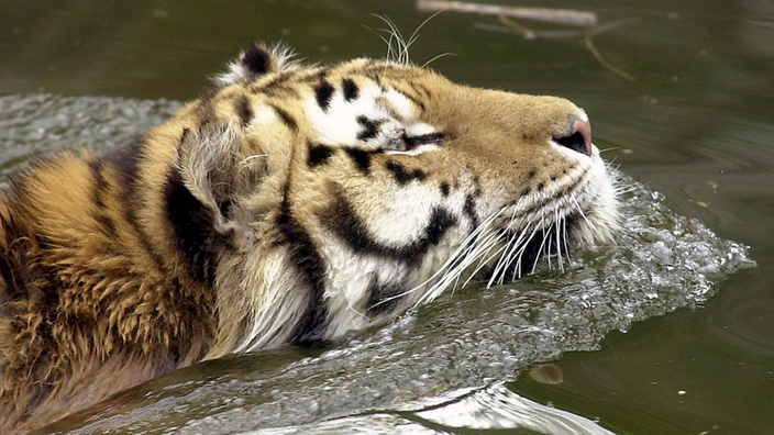 Ein sibirisches Tigermännchen zieht  in seinem Gehege im Kölner Zoo im Wasserbecken seine Runden